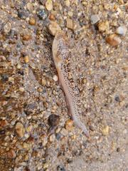 Dactyloscopus amnis