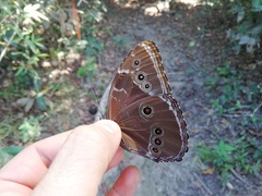 Morpho helenor ululina