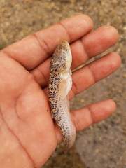 Dactyloscopus amnis