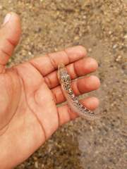 Dactyloscopus amnis
