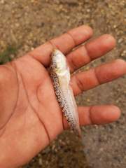 Dactyloscopus amnis