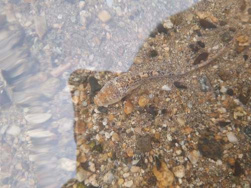 Riverine stargazer (Dactyloscopus amnis) — Dactyloscopidae