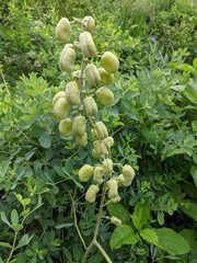 Baptisia alba