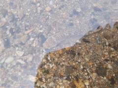 Dactyloscopus amnis