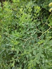 Baptisia alba