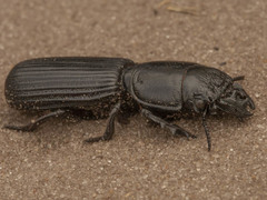 Passalidius fortipes