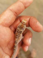 Dactyloscopus amnis