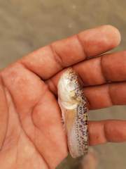 Dactyloscopus amnis