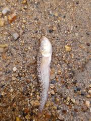 Dactyloscopus amnis