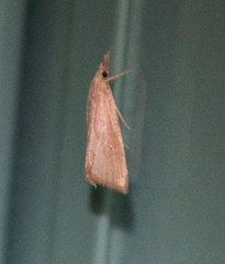 Eoreuma densellus
