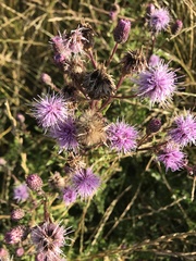 Cirsium arvense