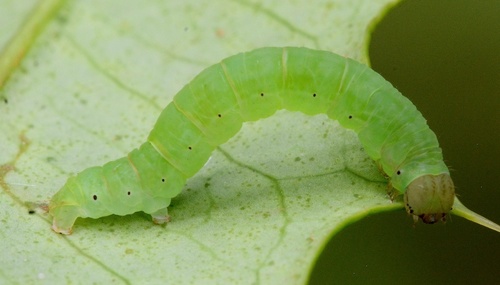 Black-dotted Ruddy Moth