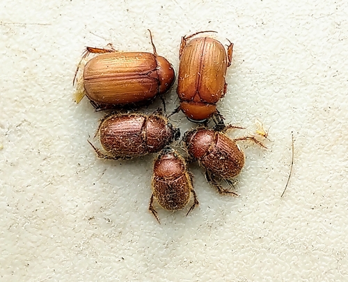 Full June Beetle photo 3