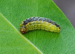 Enaemia basistriga