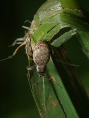 Peritelus sphaeroides
