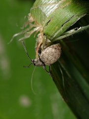 Peritelus sphaeroides
