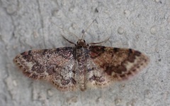 Idaea furciferata