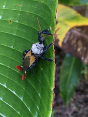 Apiomerus vexillarius