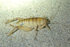 Rhachocnemis validus