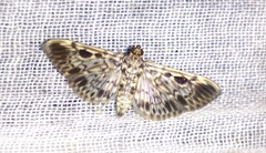 Rhimphaliodes macrostigma