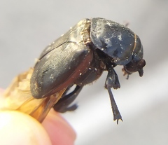 Nicrophorus germanicus