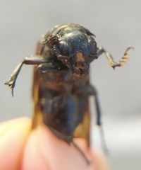 Nicrophorus germanicus