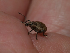 Peritelus sphaeroides