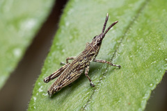 Tagasta marginella