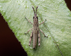 Tagasta marginella