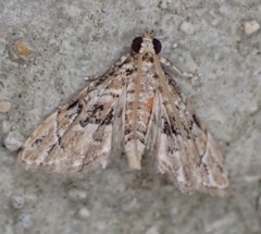 Microphysetica hermeasalis
