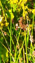 Juncus conglomeratus