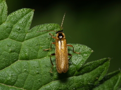 Cantharis decipiens