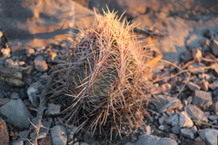 Thelocactus bicolor bicolor