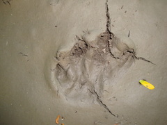 Hydrochoerus hydrochaeris