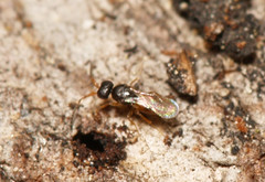 Ceraphronidae