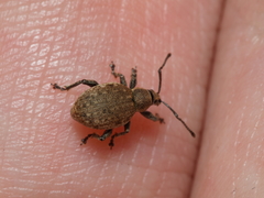 Peritelus sphaeroides