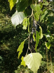 Betula pendula