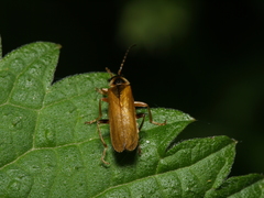 Cantharis decipiens