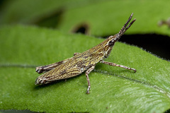 Tagasta marginella