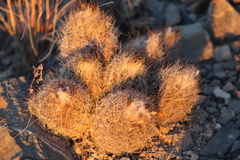 Coryphantha durangensis