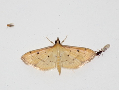 Herpetogramma basalis