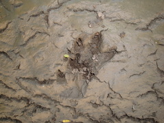 Hydrochoerus hydrochaeris