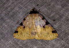 Rema costimacula