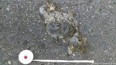 Ctenosaura similis similis