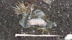 Ctenosaura similis similis