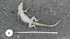 Ctenosaura similis similis