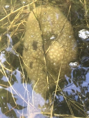 Pectinatella magnifica