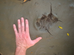 Hydrochoerus hydrochaeris