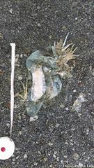 Ctenosaura similis similis