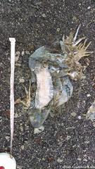 Ctenosaura similis similis